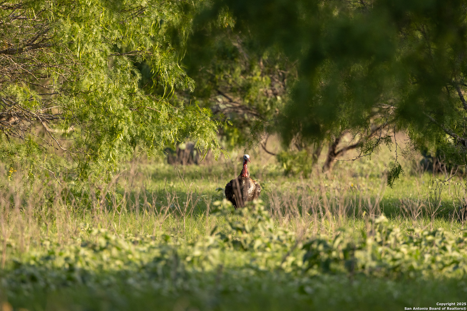 0 Stevens Road Somerset, TX 78069 - Photo 21 of 50