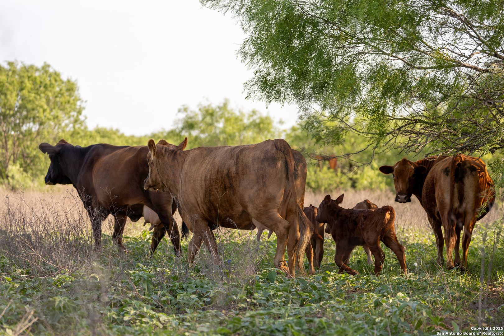 0 Stevens Road Somerset, TX 78069 - Photo 26 of 50