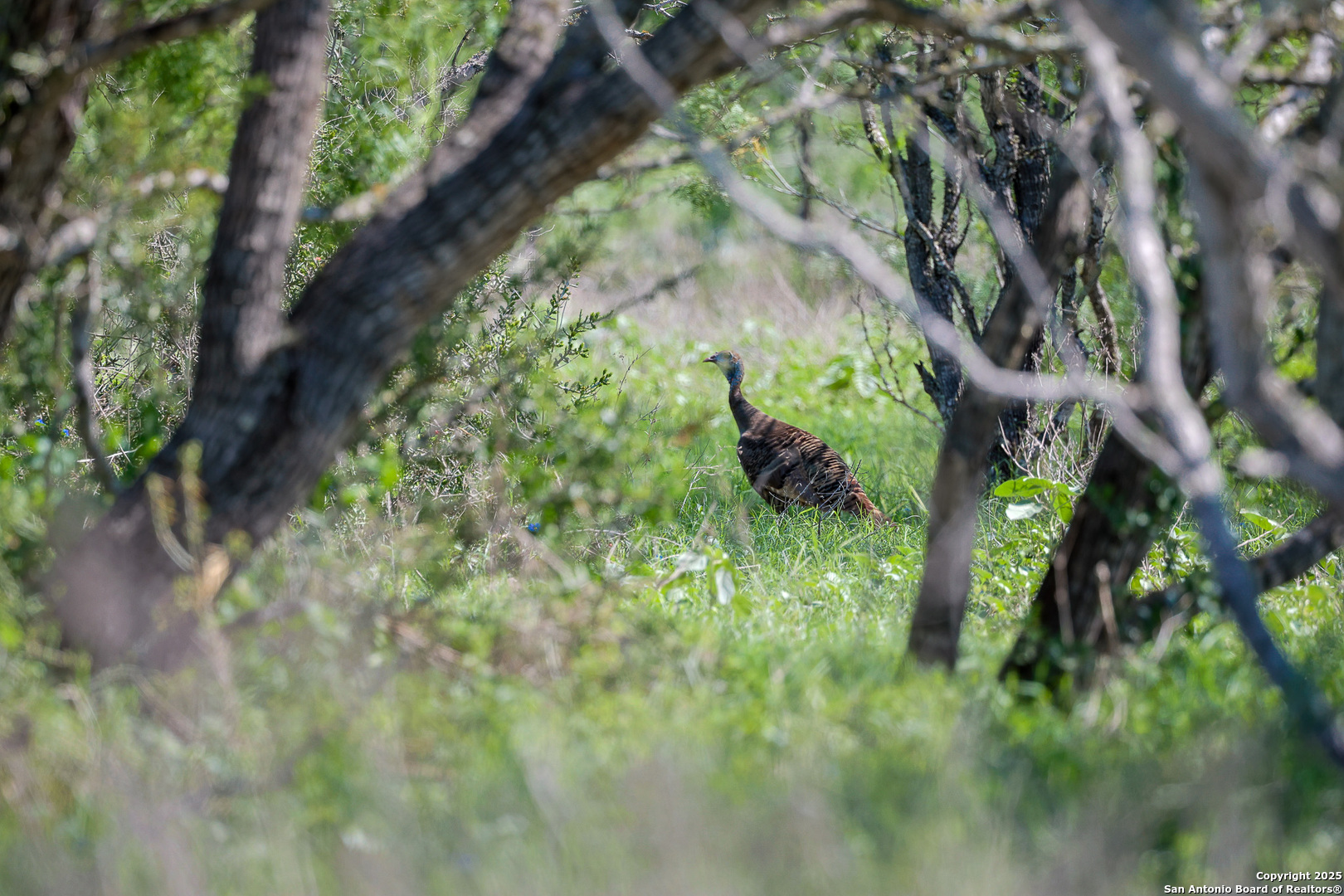 0 Stevens Road Somerset, TX 78069 - Photo 45 of 50