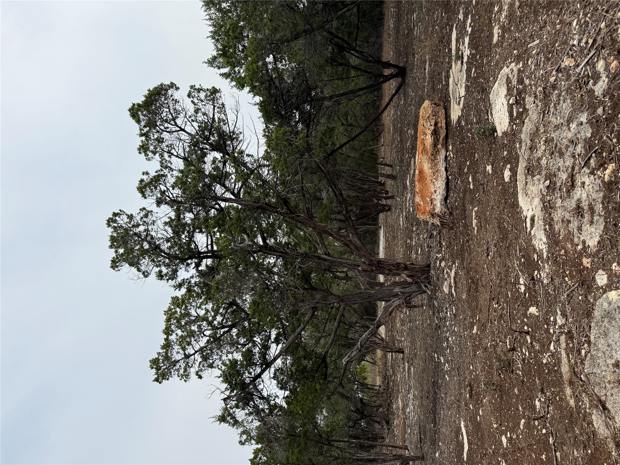 2 Pump Station Road Wimberley, TX 78676 - Photo 9 of 16 a view of a yard with a tree