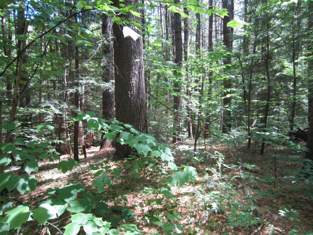 Cobble Hill Road Swanzey, NH 03446 - Photo 3 of 3 Gallery Image 3