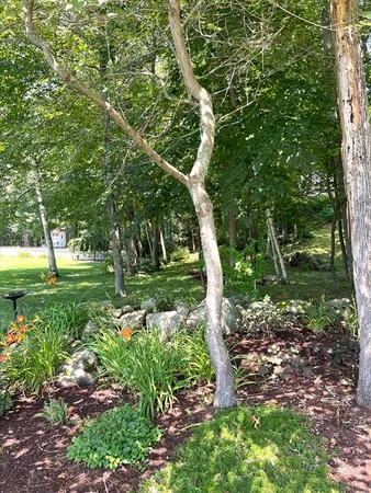 a view of a park with large trees