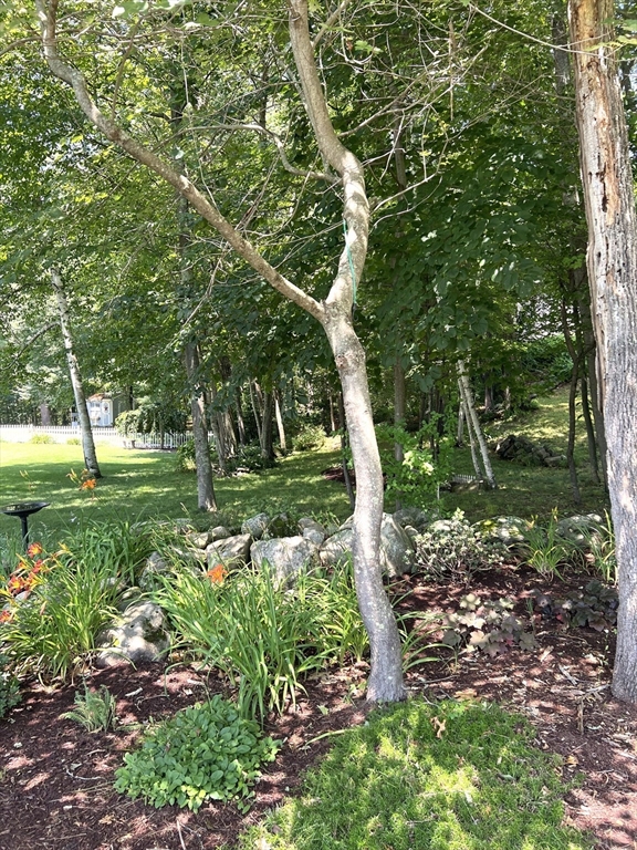 a view of a park with large trees