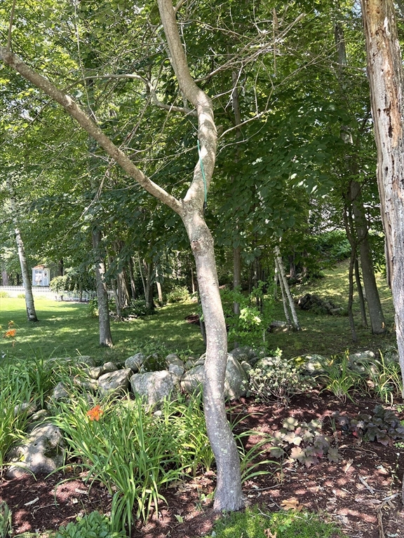 57 Babcock Tavern Road Ware, MA 01082 - Photo 2 of 3 a big yard with lots of green space and plants