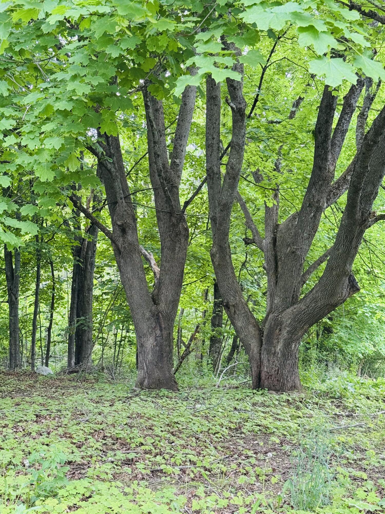 156 Railroad Street Clinton, ME 04927 - Photo 7 of 18 IMG_5311