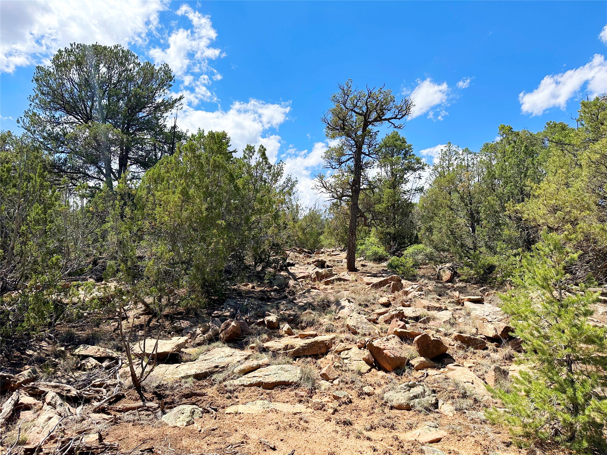 Lot 7 Tierra De Dios Ribera, NM 87560 - Photo 6 of 10