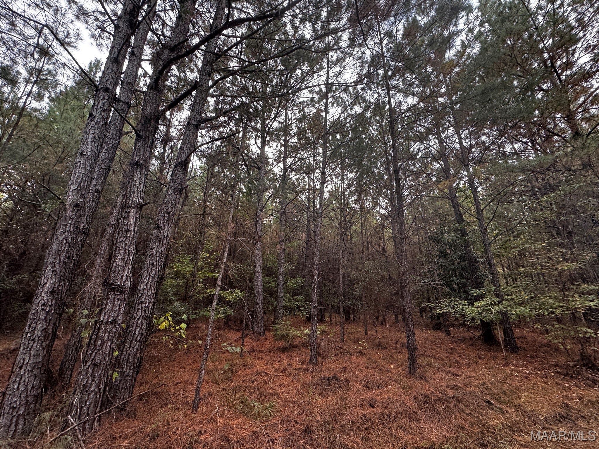 0 Coon Hop Road Hardaway, AL 36039 - Photo 24 of 67 Gallery Image 24