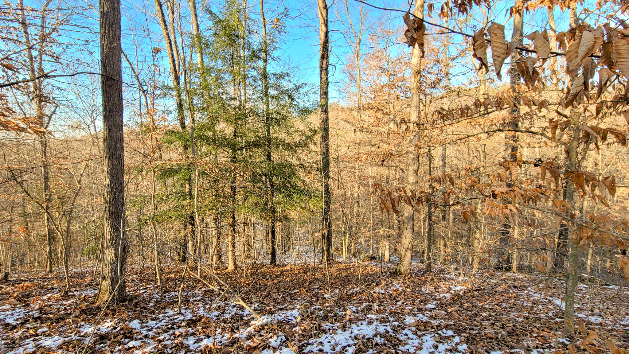 0 Beech Timber Road Beattyville, KY 41311 - Photo 49 of 54 20241212_154334