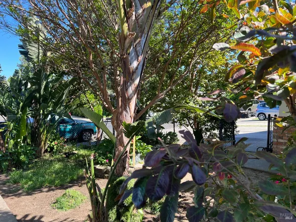 a picture of tree