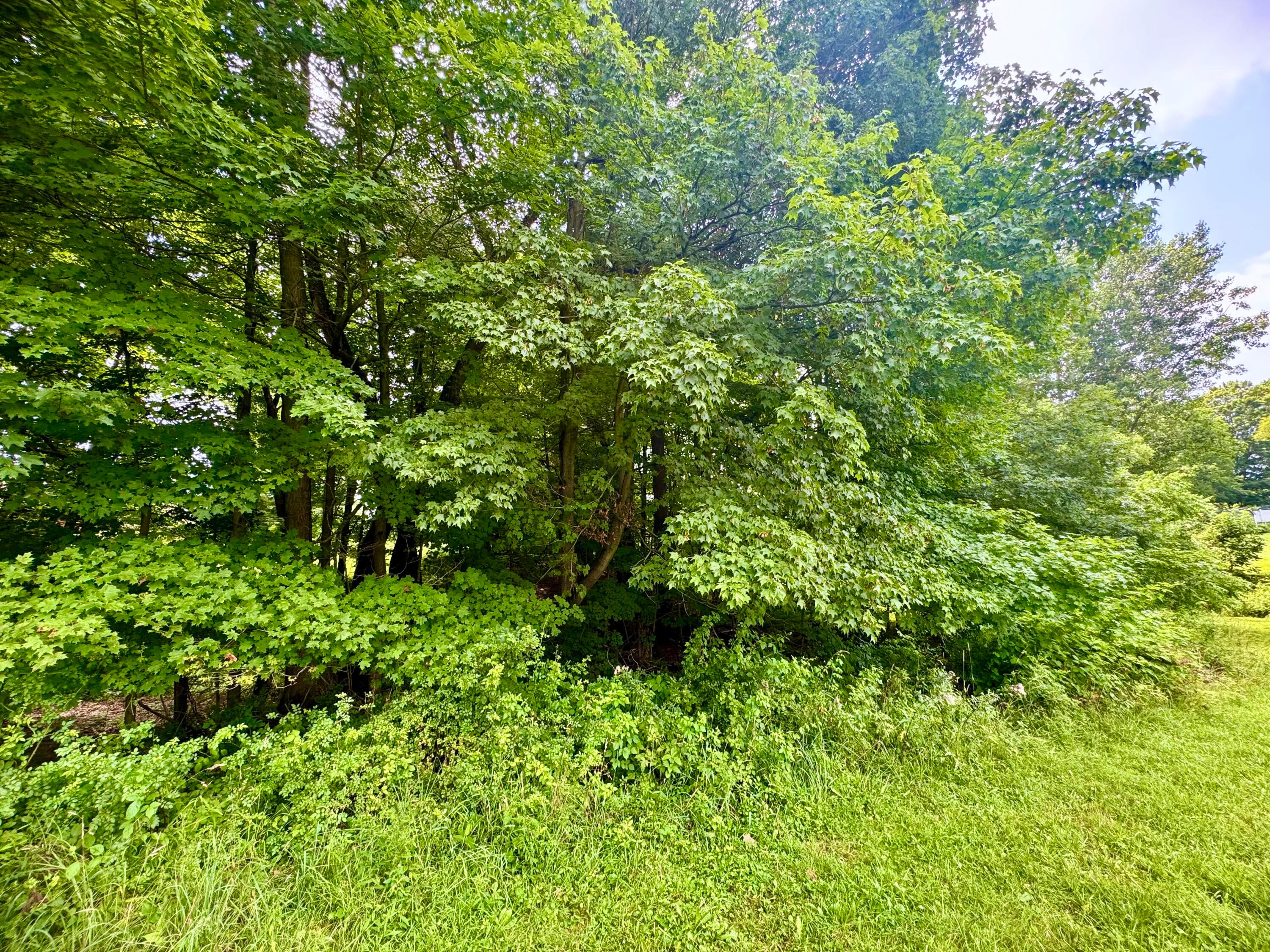 0 Indian Hills Road Mount Vernon, OH 43050 - Photo 15 of 21 Woods to rear.