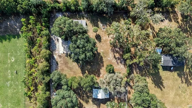 a view of a forest with a tree