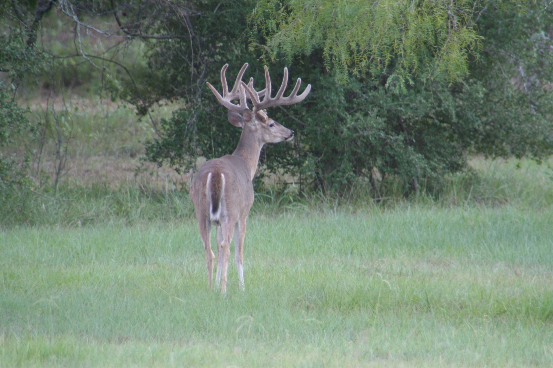 0 Boehnke Road Victoria, TX 77904 - Photo 11 of 17