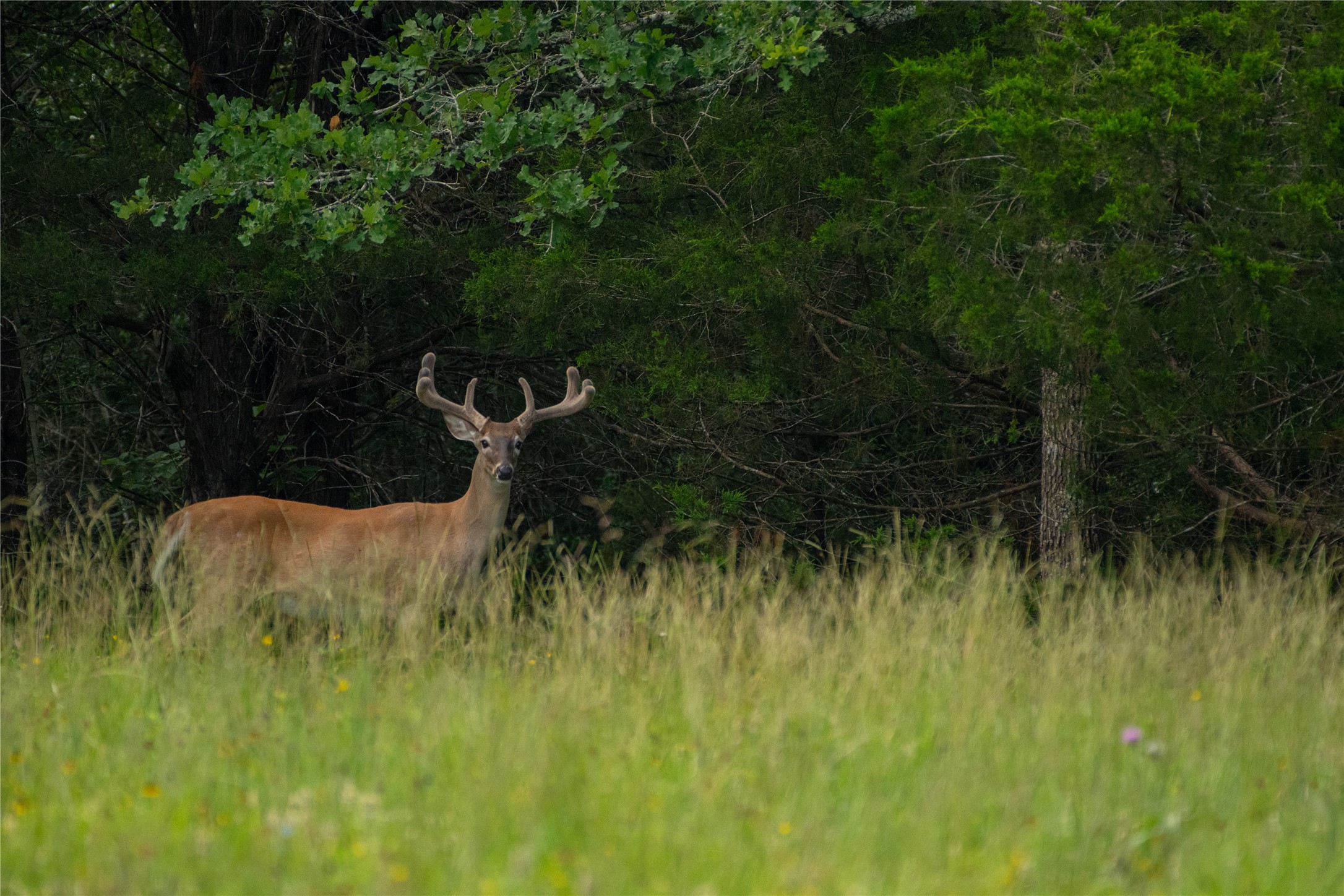 0 Boehnke Road Victoria, TX 77904 - Photo 13 of 17