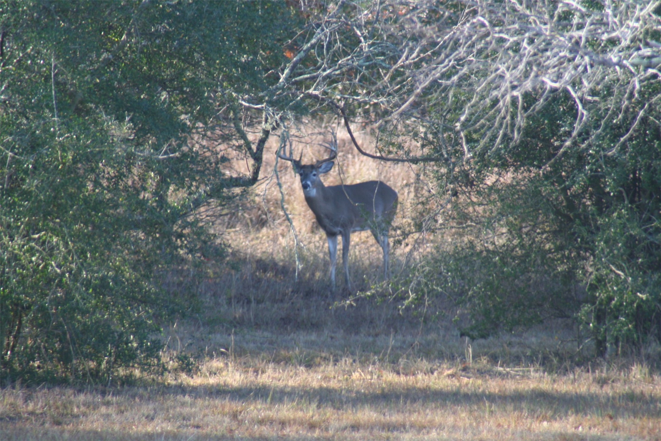 0 Boehnke Road Victoria, TX 77904 - Photo 14 of 17