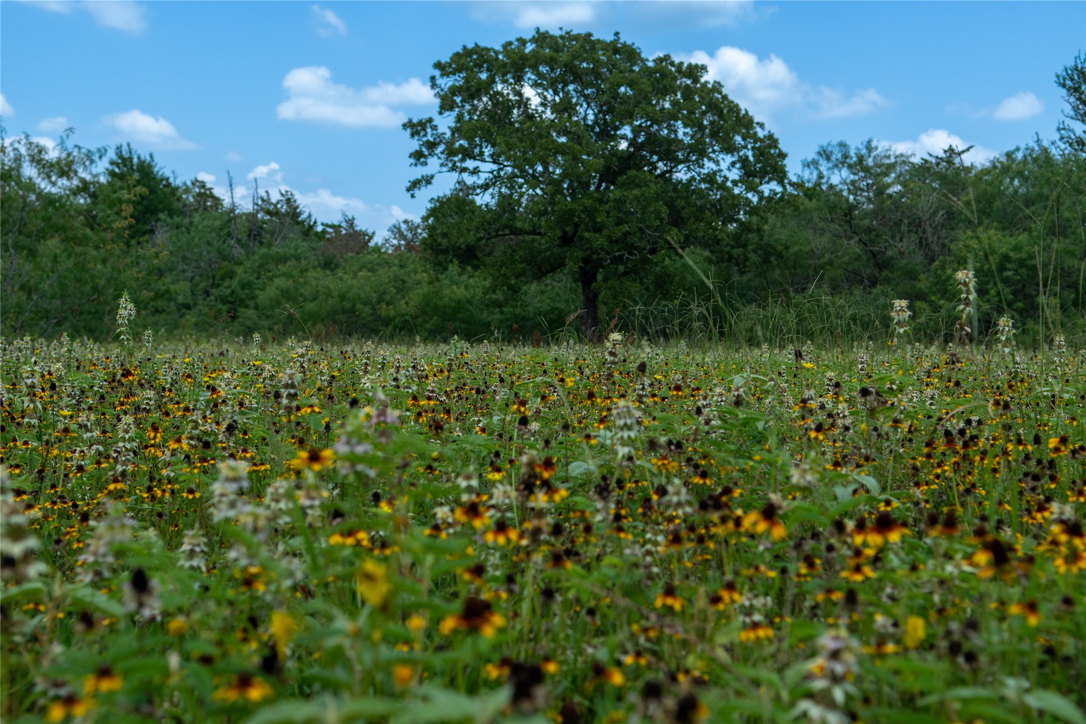 0 Boehnke Road Victoria, TX 77904 - Photo 16 of 17