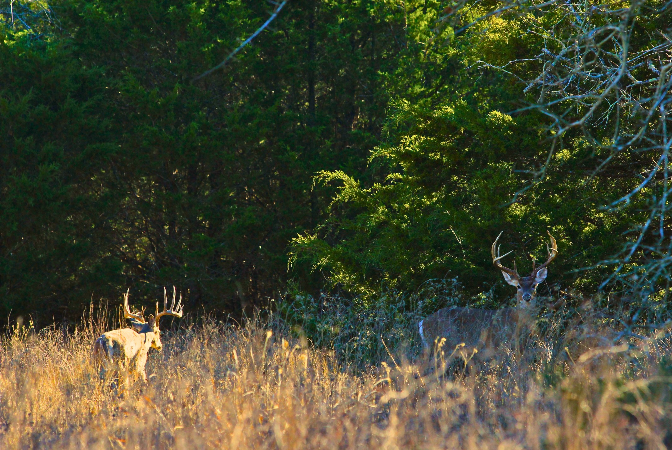 0 Boehnke Road Victoria, TX 77904 - Photo 4 of 17