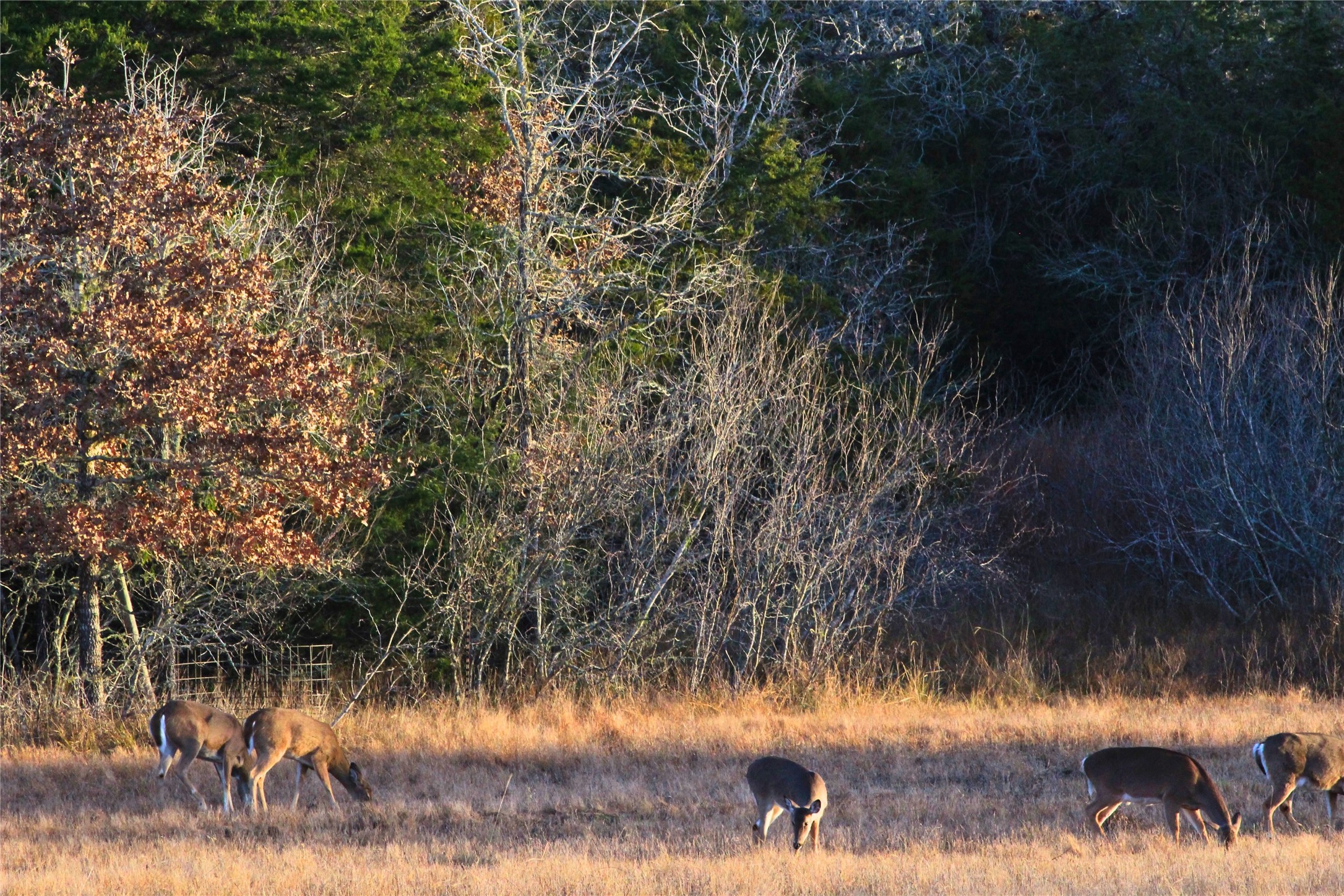 0 Boehnke Road Victoria, TX 77904 - Photo 6 of 17