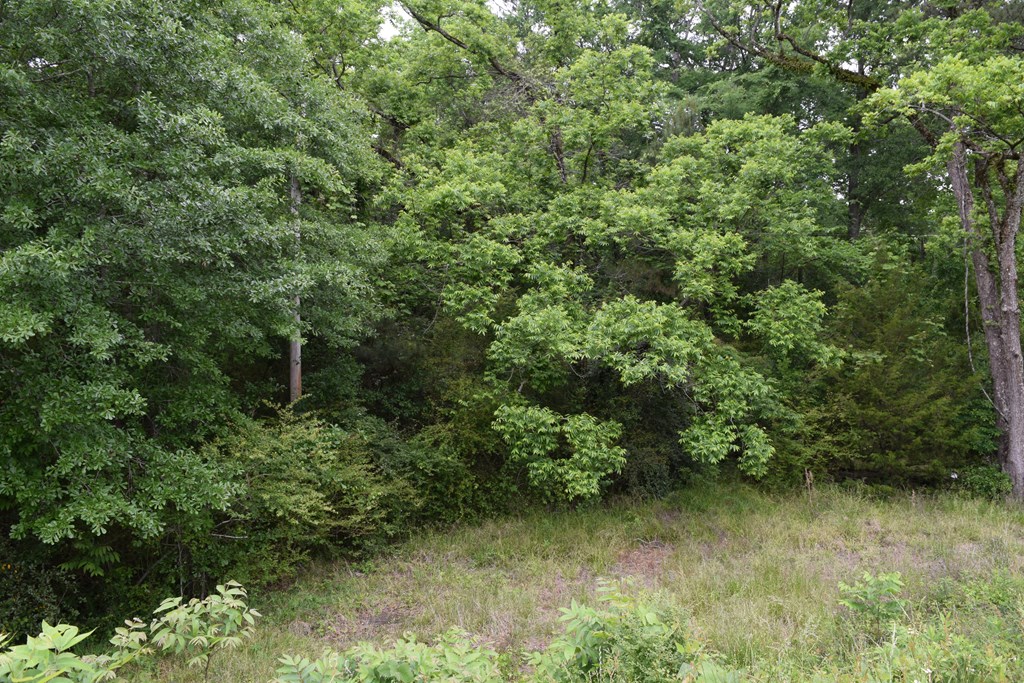 0 Harris Road Hamilton, GA 31811 - Photo 2 of 2 a view of a lush green forest with lawn chairs under a large tree