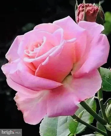 $1,047,421 | 6211 Guilford Drive, Alexandria, VA 22310