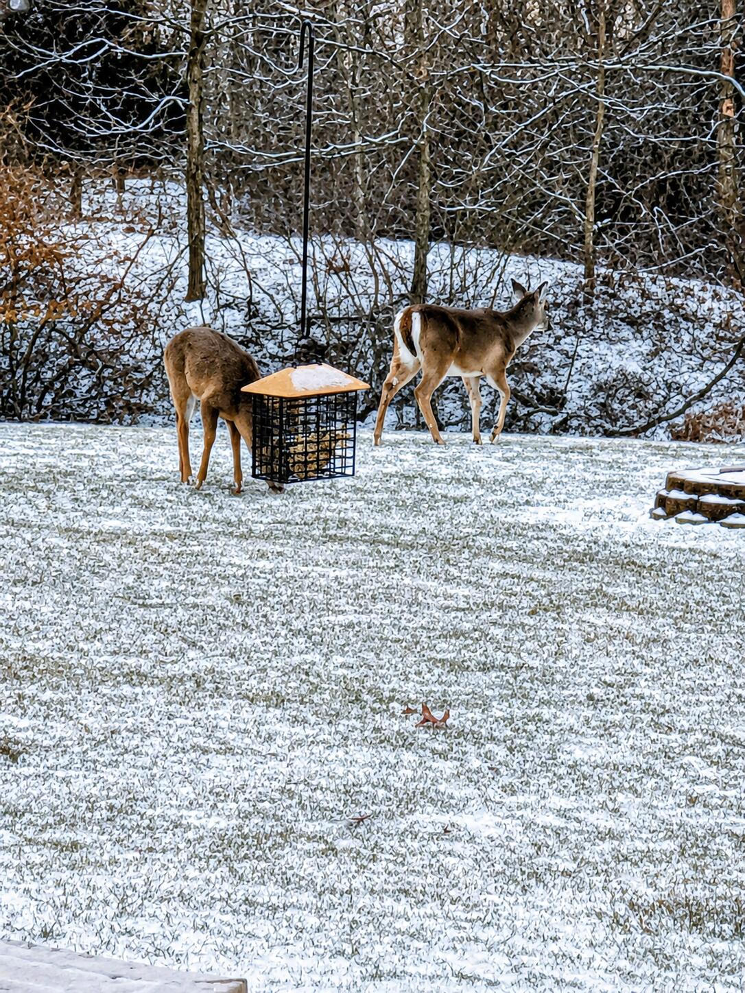 5299 Rives Junction Road Jackson, MI 49201 - Photo 60 of 64 wildlife-jackson-mi