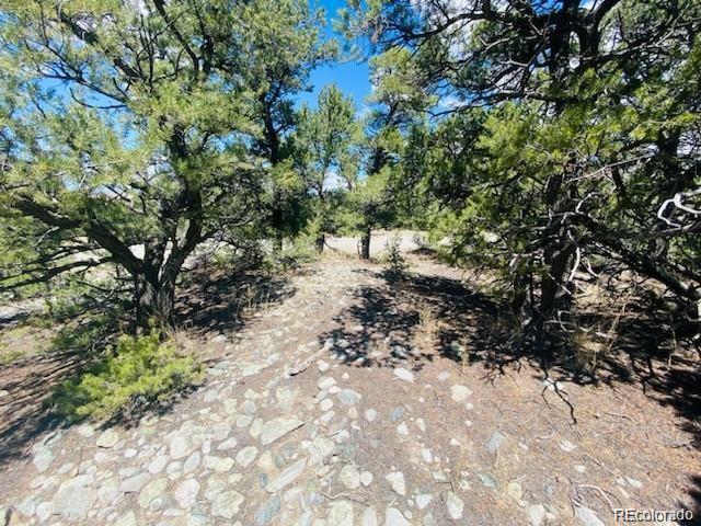 65 Mill Run Mosca, CO 81146 - Photo 8 of 12 a view of a forest with trees