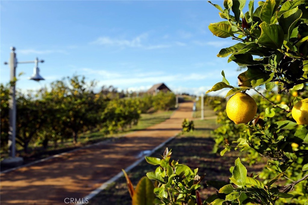 2811 Caponi Place Tustin, CA 92782 - Photo 40 of 50 a picture of a yard