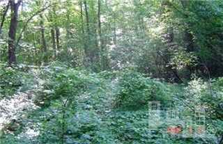 0 Herrings Chapel Road Rocky Point, NC 28457 - Photo 3 of 4 Additional Photo