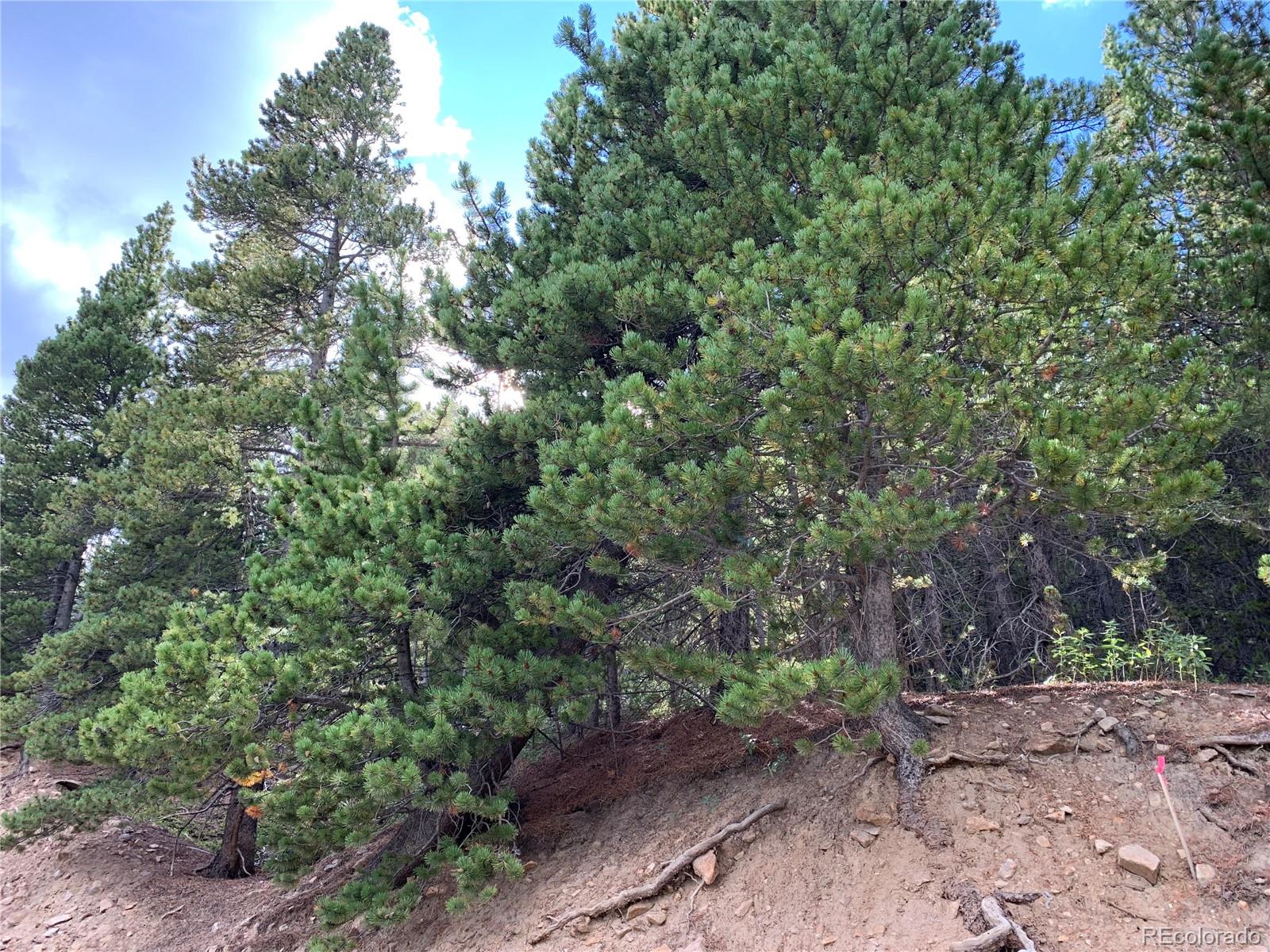 750 Alice Road Idaho Springs, CO 80452 - Photo 2 of 10 Gallery Image 2