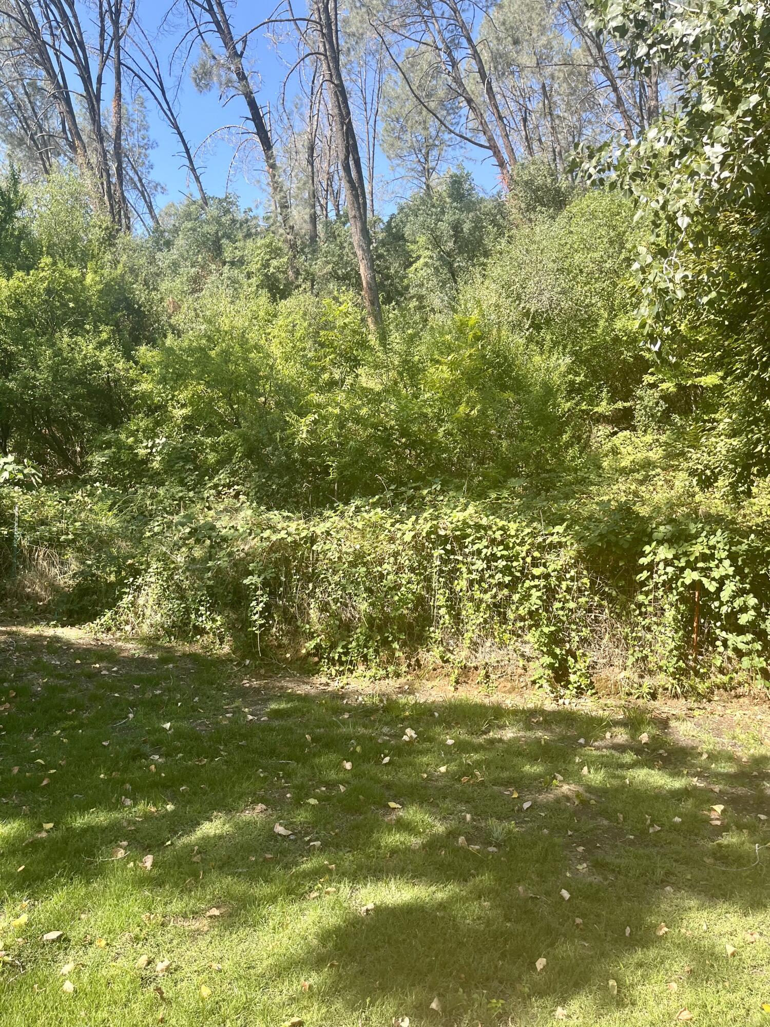 4980-4990 Cedars Road Redding, CA 96001 - Photo 44 of 67 a view of a yard with large trees