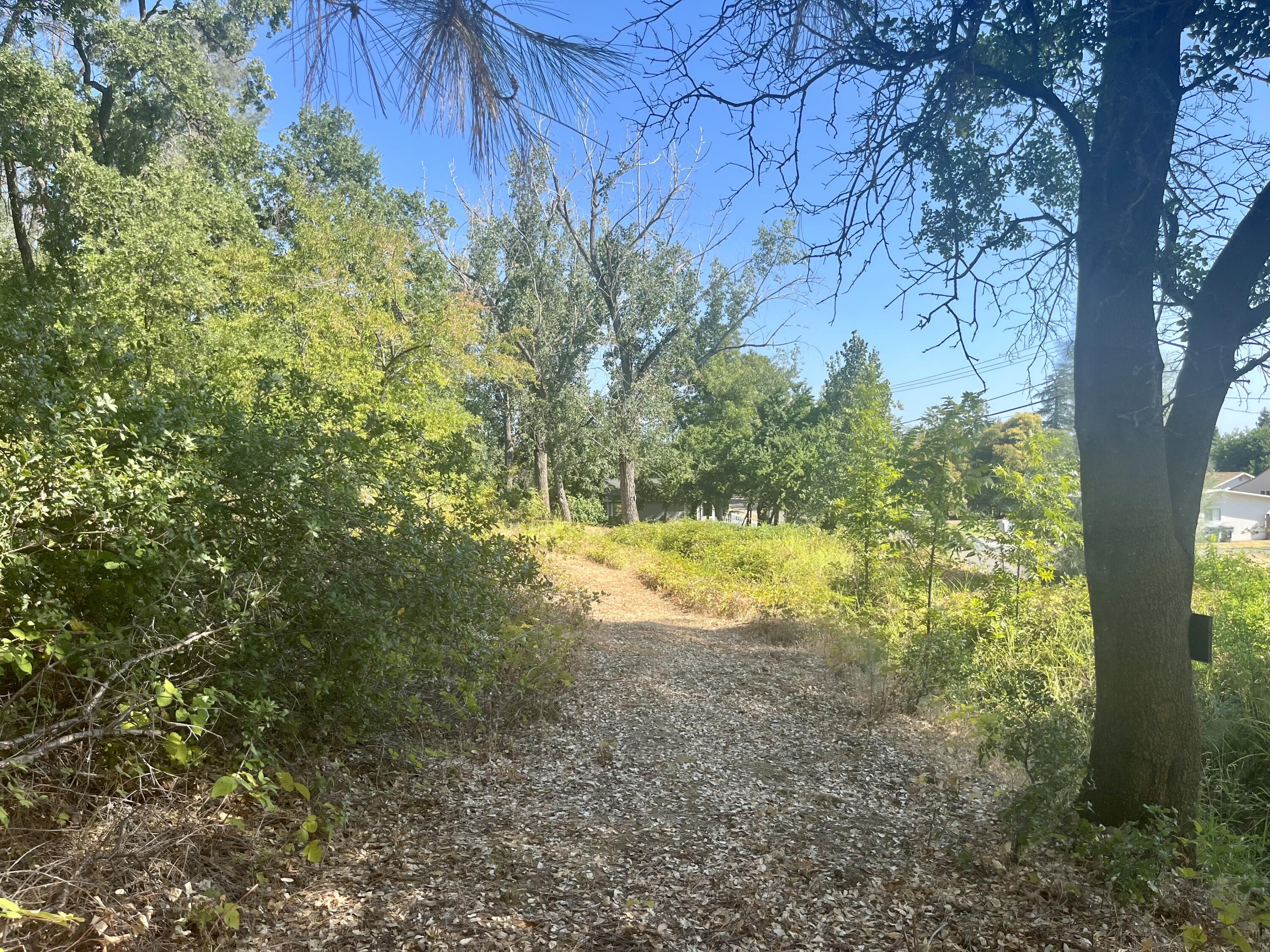 4980-4990 Cedars Road Redding, CA 96001 - Photo 57 of 67 a view of yard with trees