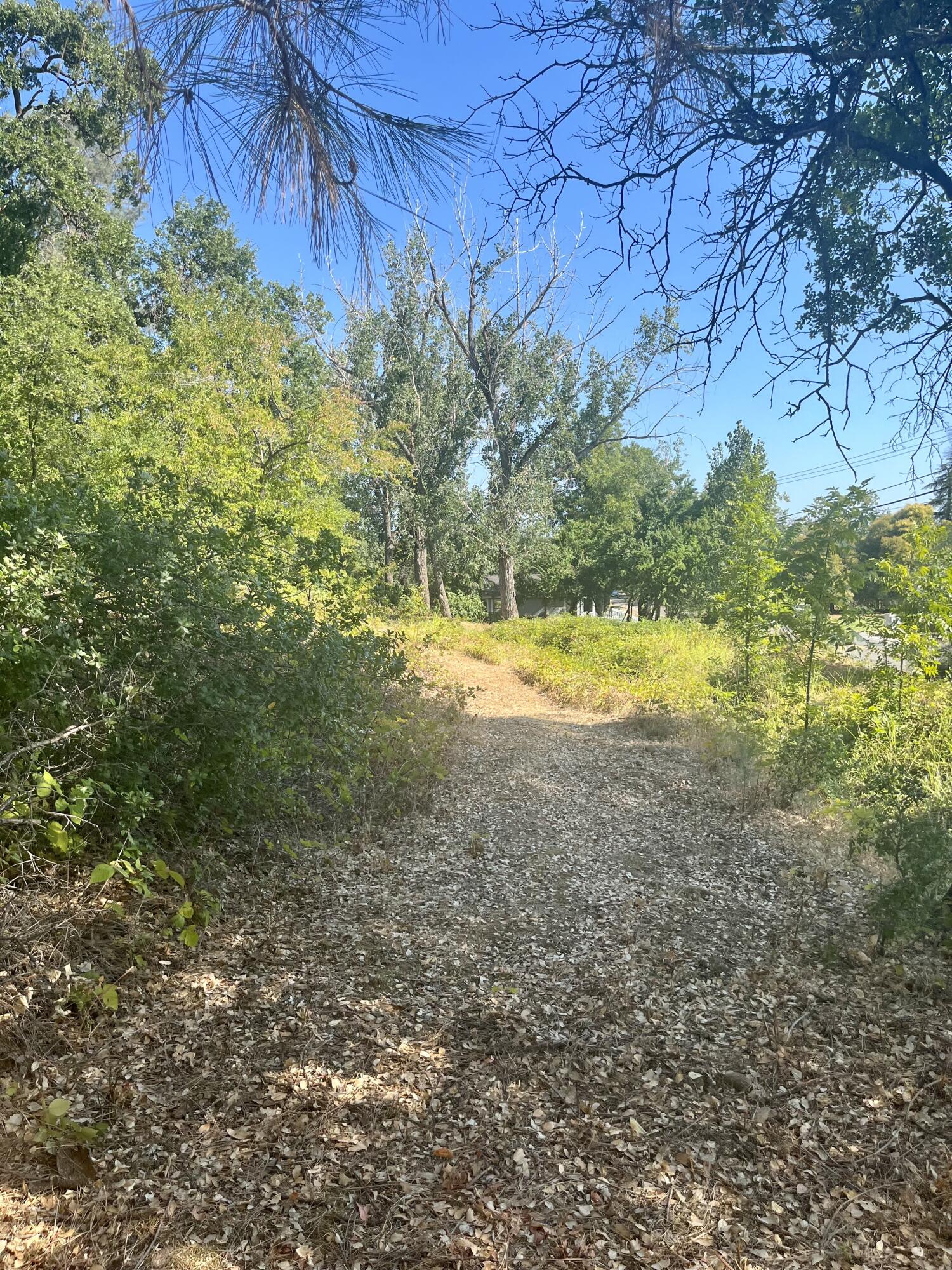4980-4990 Cedars Road Redding, CA 96001 - Photo 59 of 67 a view of a yard with a tree