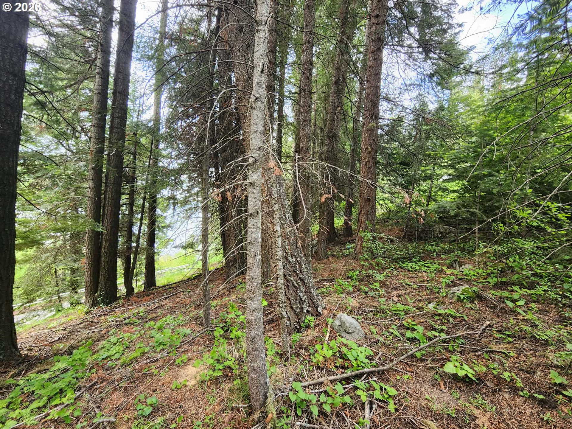 0 Forest Dell Road Joseph, OR 97846 - Photo 6 of 18