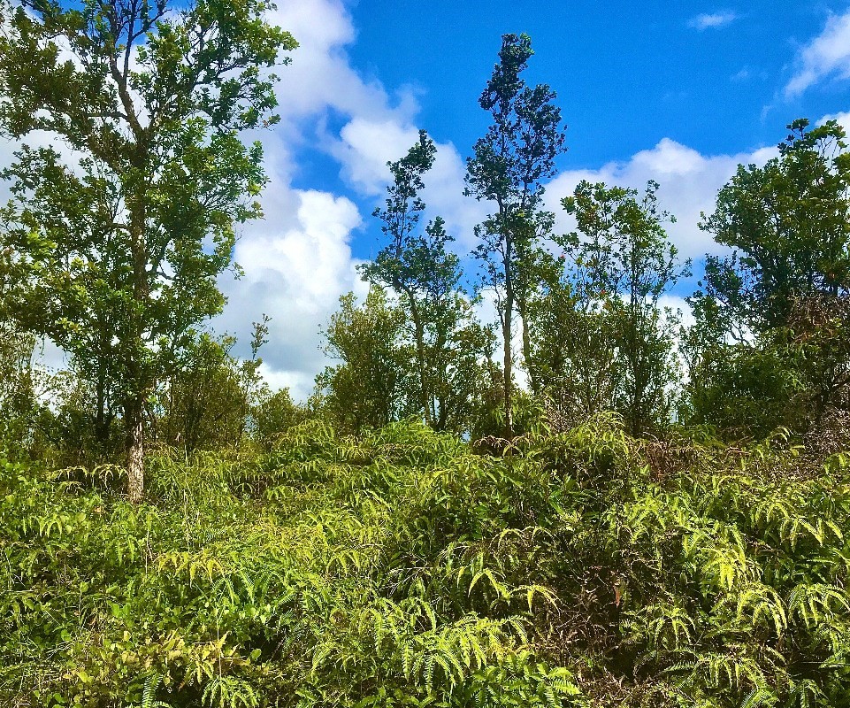 29 Omeka Road Pahoa, HI 96778 - Photo 2 of 6 a view of a tree in a yard