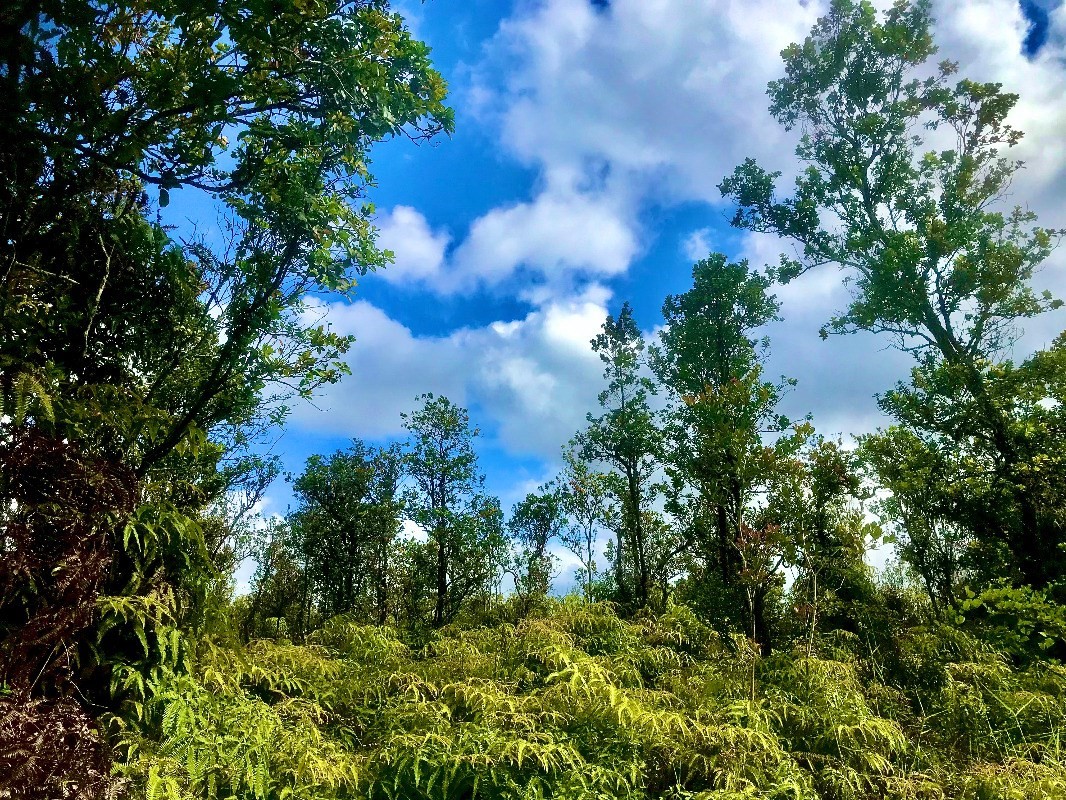 29 Omeka Road Pahoa, HI 96778 - Photo 3 of 6 a view of a garden