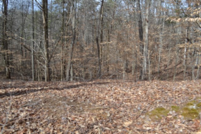 0 Boles Road Hilham, TN 38568 - Photo 12 of 48 a view of a yard with trees