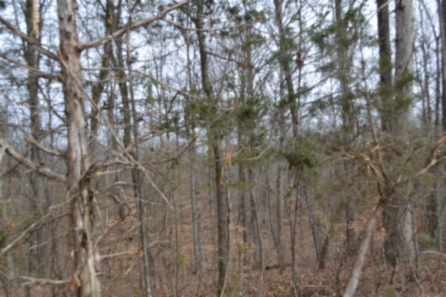 0 Boles Road Hilham, TN 38568 - Photo 22 of 48 a view of a yard with a tree