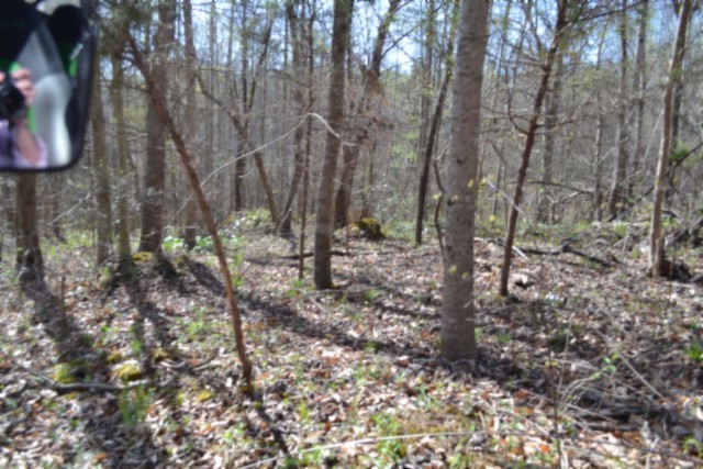 0 Boles Road Hilham, TN 38568 - Photo 23 of 69 a view of a forest that has large trees