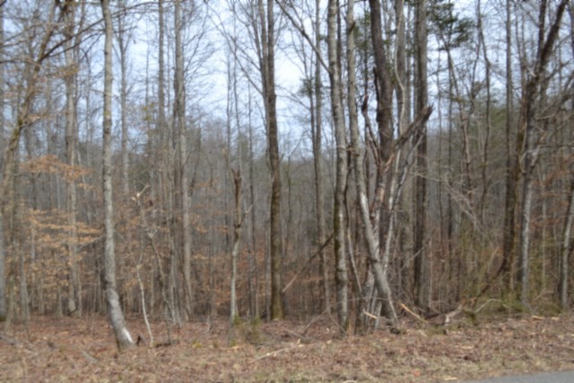 0 Boles Road Hilham, TN 38568 - Photo 23 of 48 a view of a forest