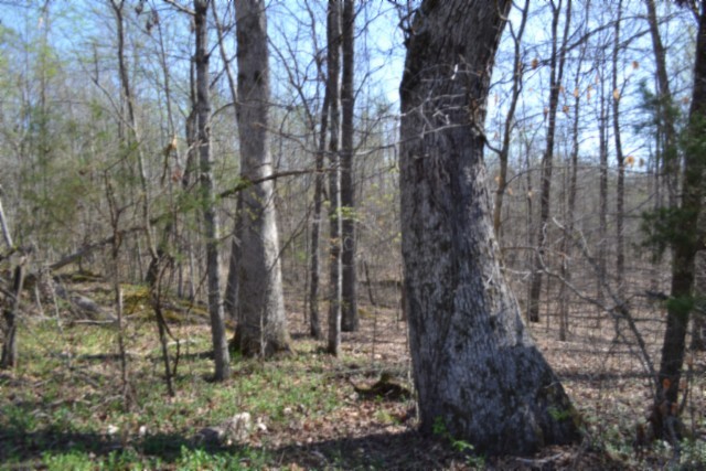 0 Boles Road Hilham, TN 38568 - Photo 34 of 69 a backyard of a house