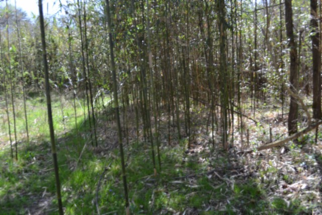 0 Boles Road Hilham, TN 38568 - Photo 41 of 69