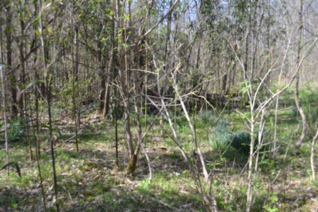 0 Boles Road Hilham, TN 38568 - Photo 43 of 69 a view of a yard
