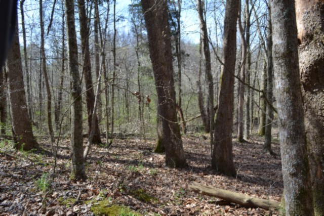 0 Boles Road Hilham, TN 38568 - Photo 54 of 69 a view of a forest