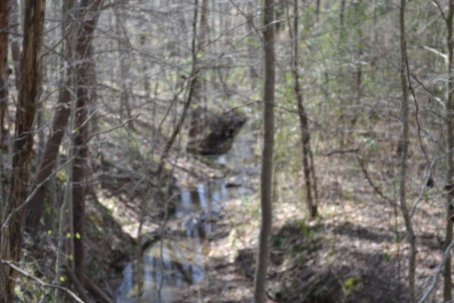 0 Boles Road Hilham, TN 38568 - Photo 59 of 69 a close up of a tree