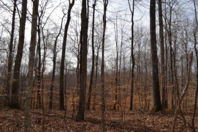 0 Boles Road Hilham, TN 38568 - Photo 8 of 48 a view of forest