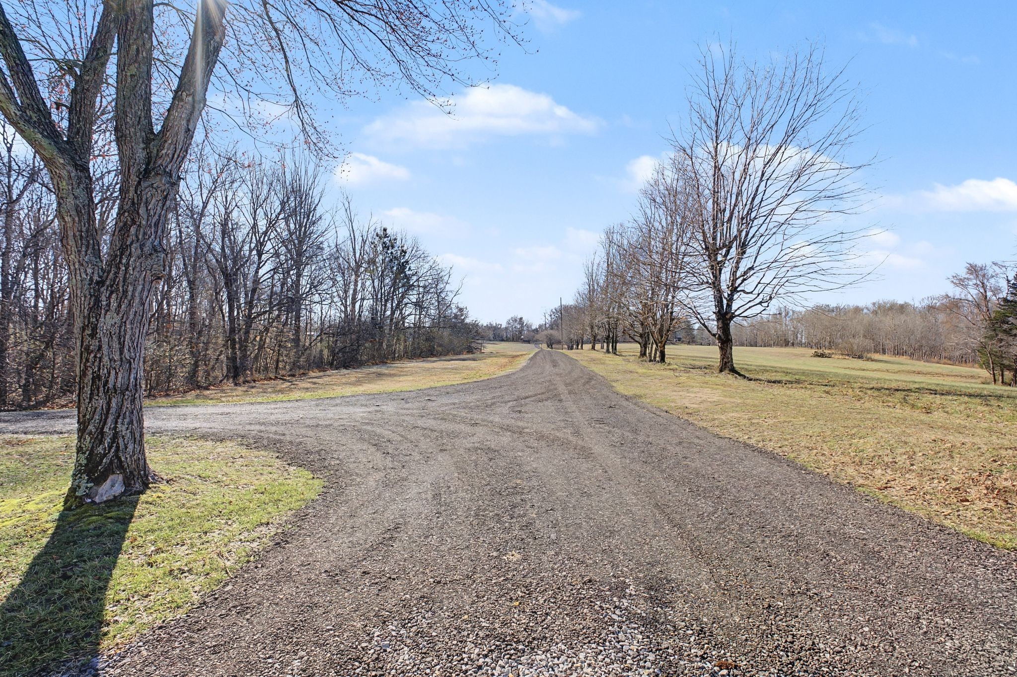 1231 Abiff Road Bon Aqua, TN 37025 - Photo 5 of 60 a view of dirt yard with a large tree
