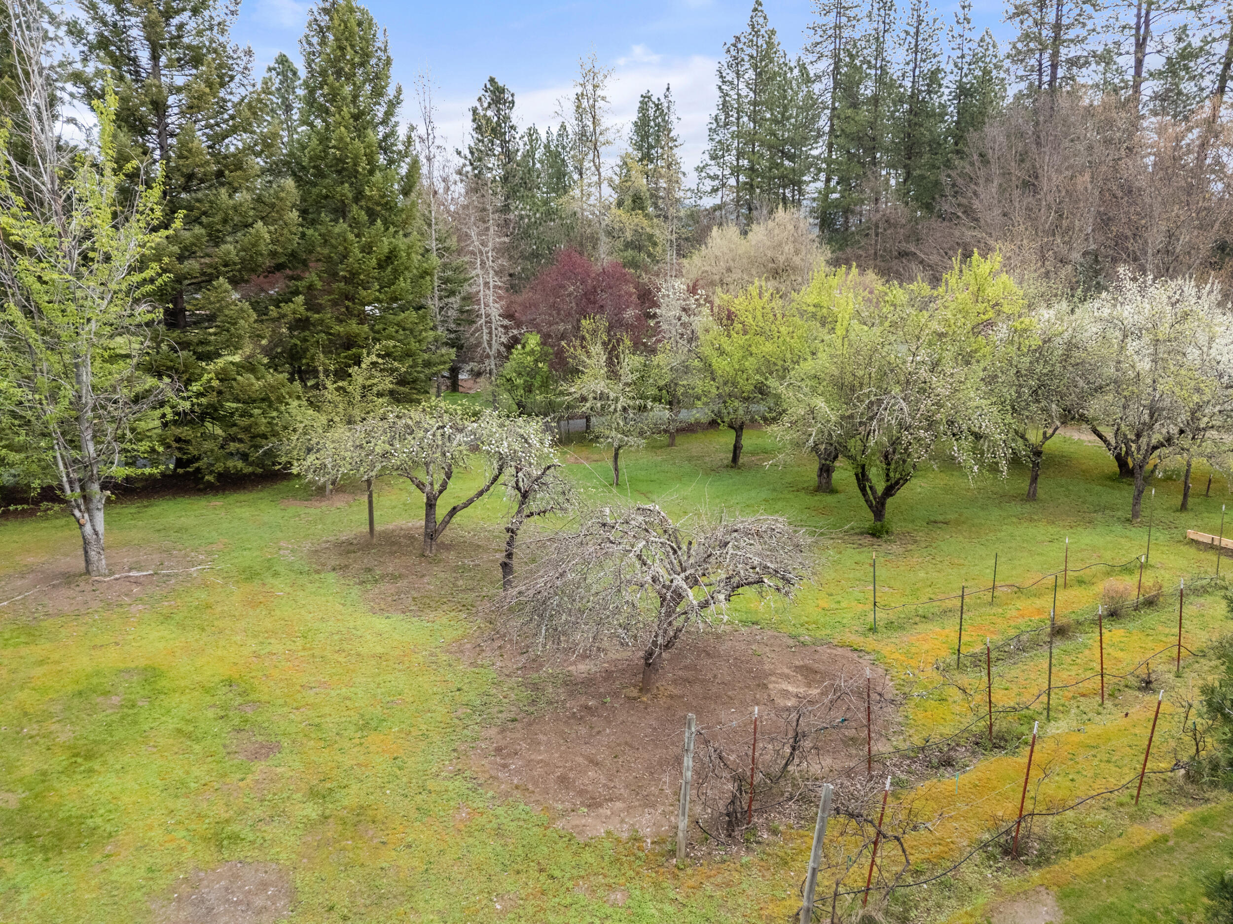 315 Queens Branch Road Rogue River, OR 97537 - Photo 36 of 42 Aerial - Orchard