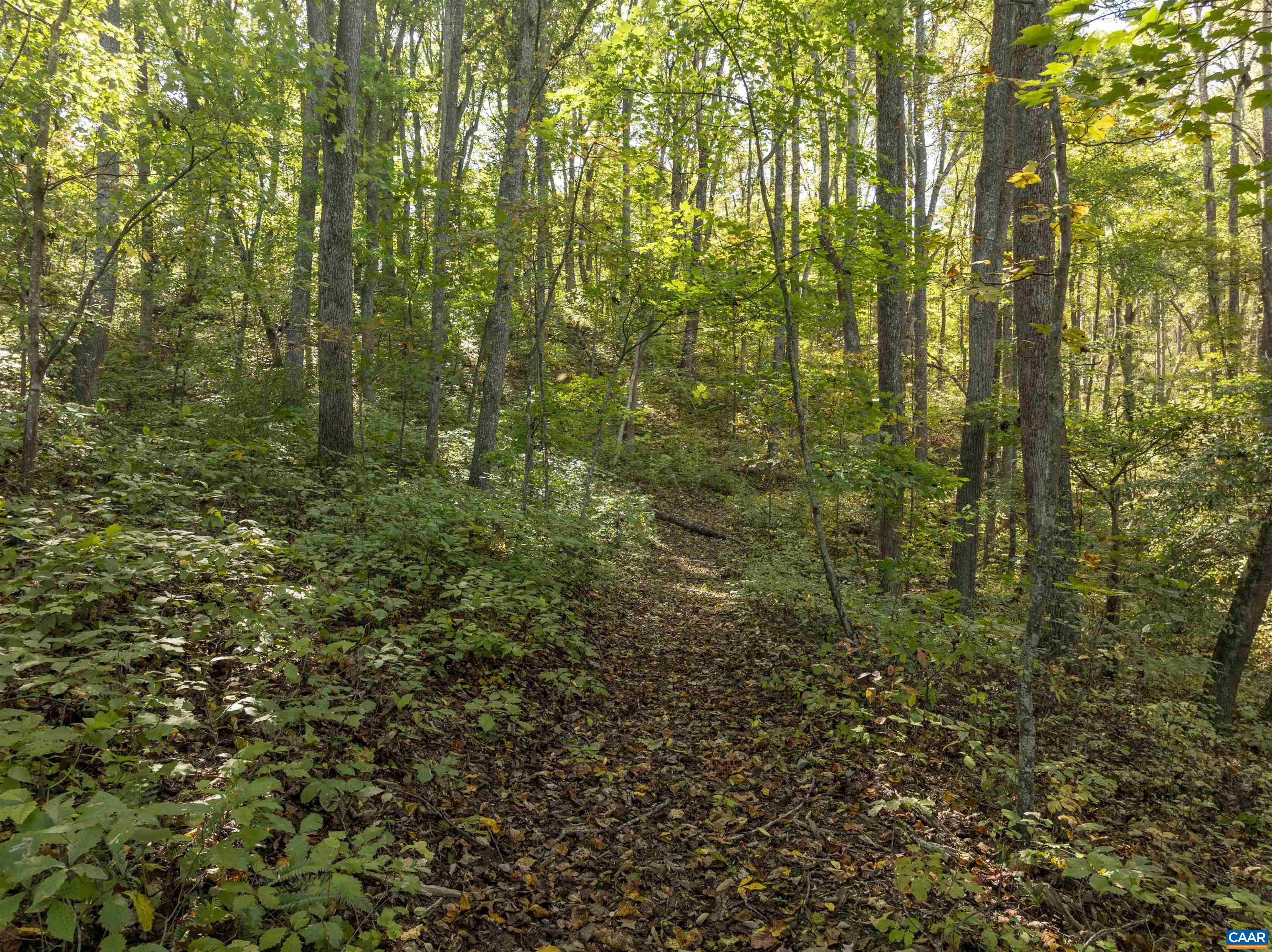 4035 Edge Valley Road North Garden, VA 22959 - Photo 57 of 57 a view of a forest