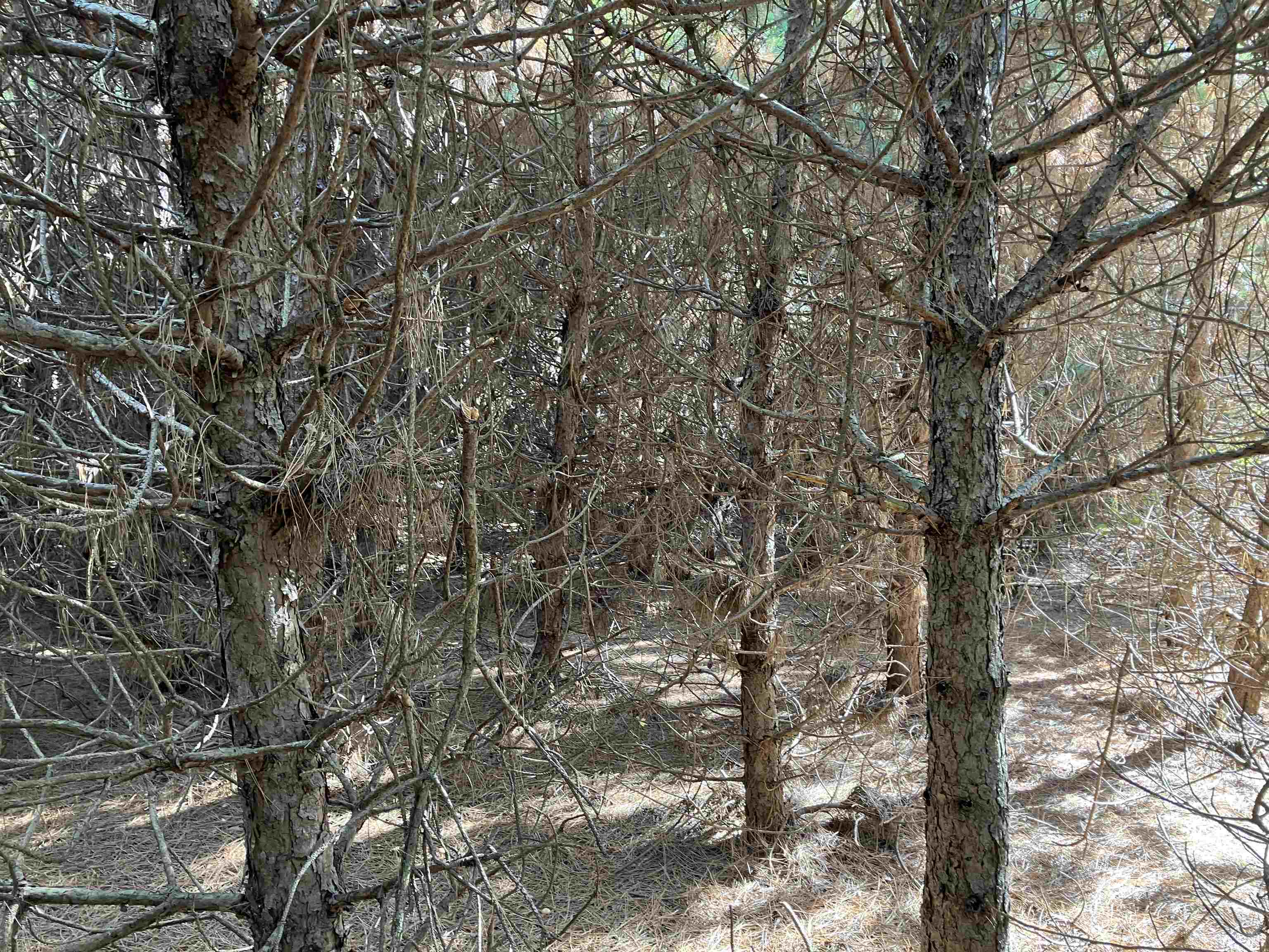 North Beach Street Plainfield, WI 54966 - Photo 2 of 8