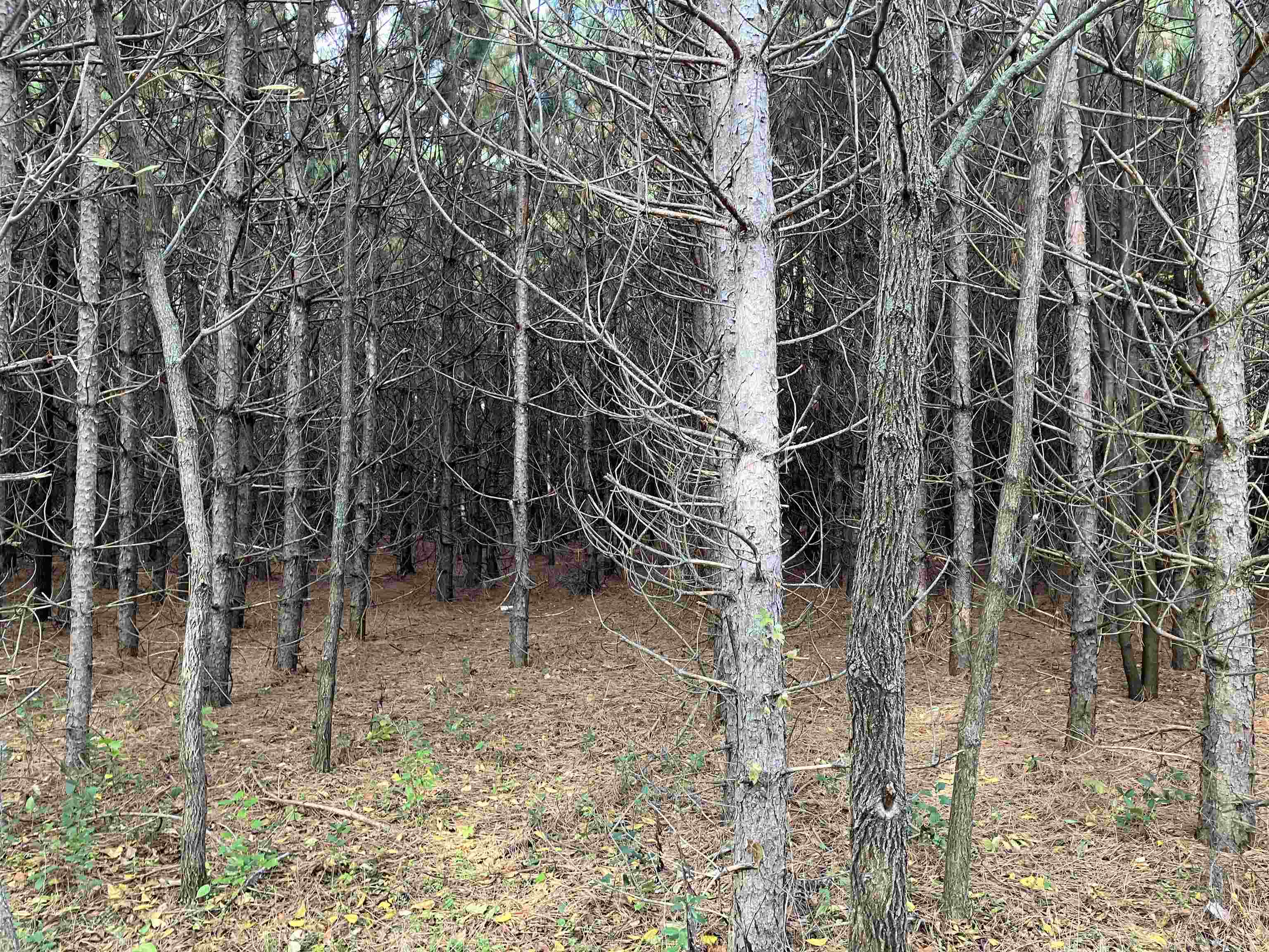 North Beach Street Plainfield, WI 54966 - Photo 8 of 8