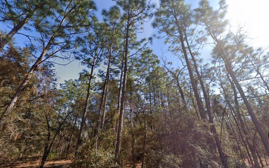 Hills Road Melrose, FL 32666 - Photo 5 of 5 a backyard of a house with lots of trees